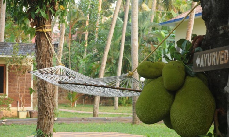 Hammock Hammock