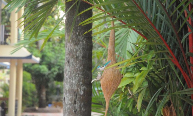 Nest Nest