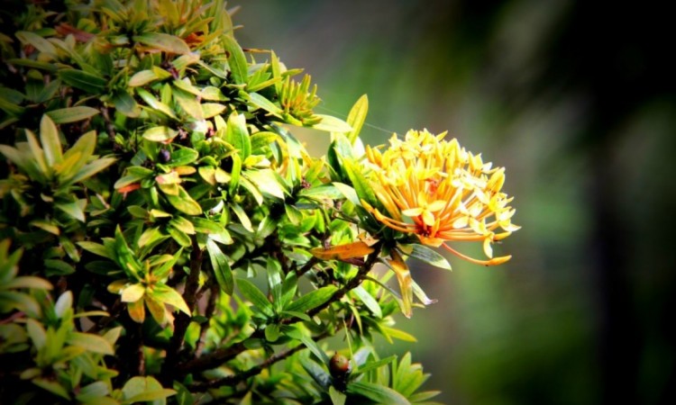 Beauty of a Flower Beauty of a Flower