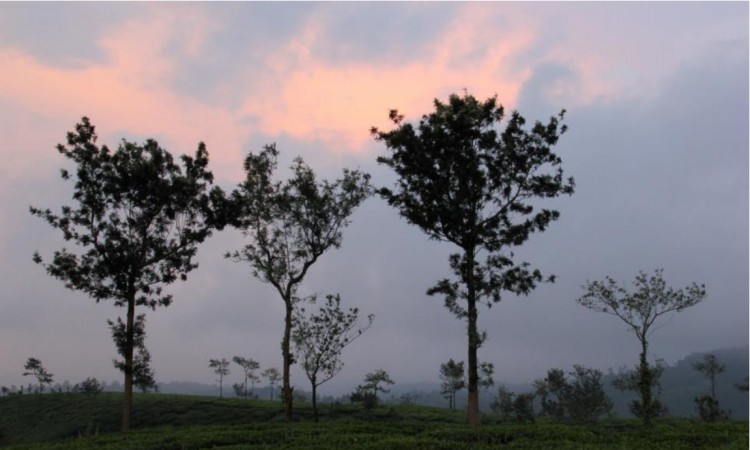 Tea Plantations Tea Plantations