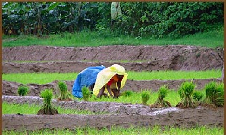 Paddy fields Paddy fields