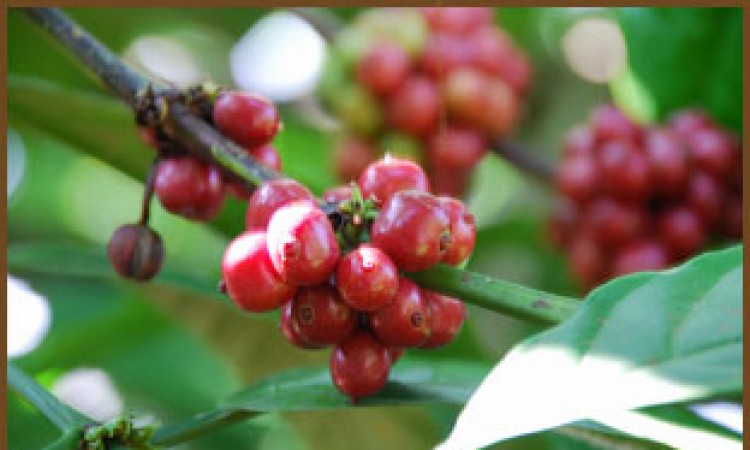 Coffee Beans Coffee Beans