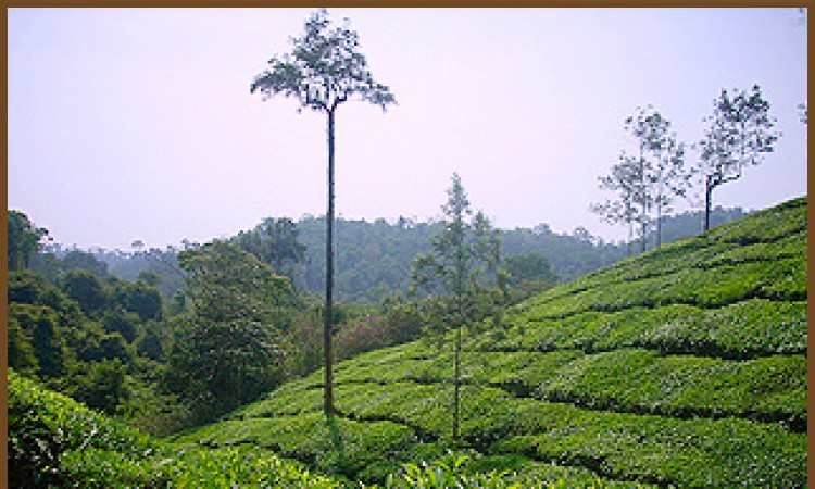 Plantation View Plantation View