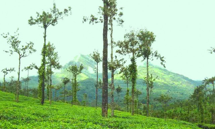 Tea Estate View Tea Estate View