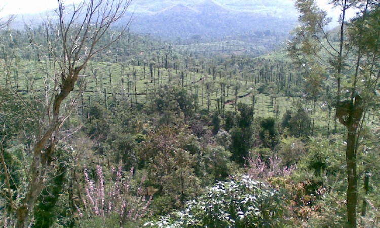Tea Estate Tea Estate