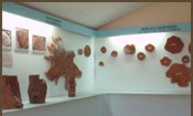 Interior of Teak Museum Interior of Teak Museum