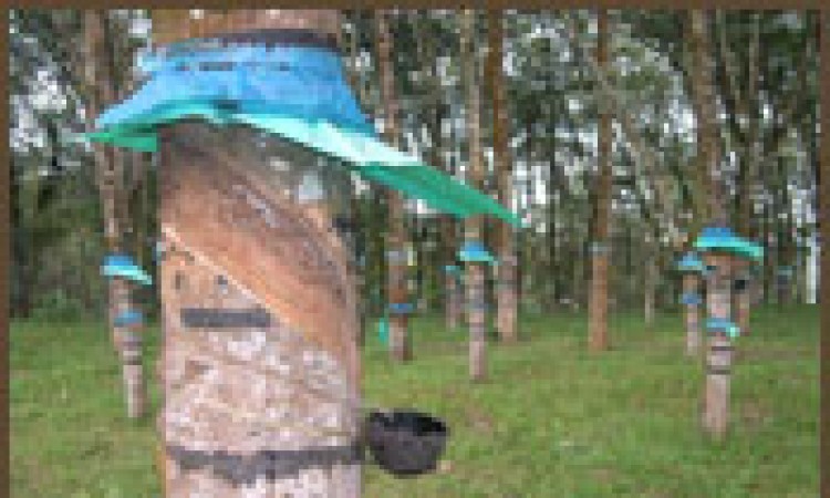 Rubber Tapping Rubber Tapping