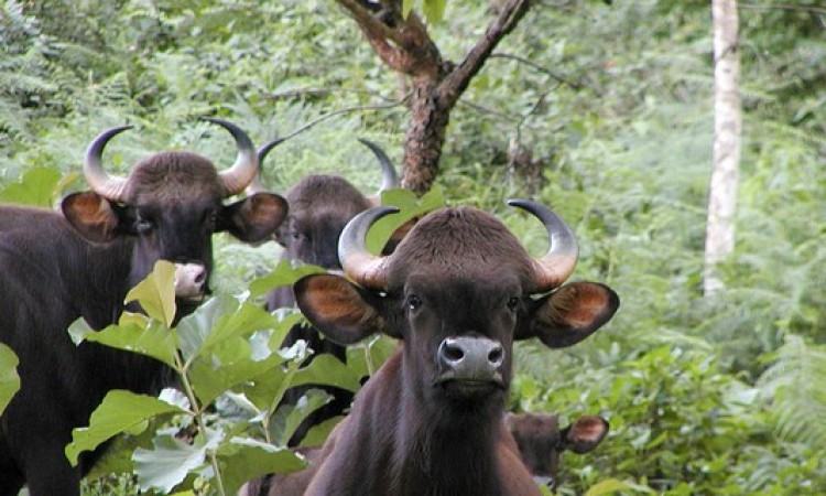 Wildlife Wildlife