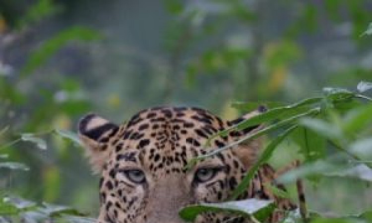 Wildlife3 Wildlife3