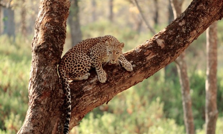 Wildlife2 Wildlife2