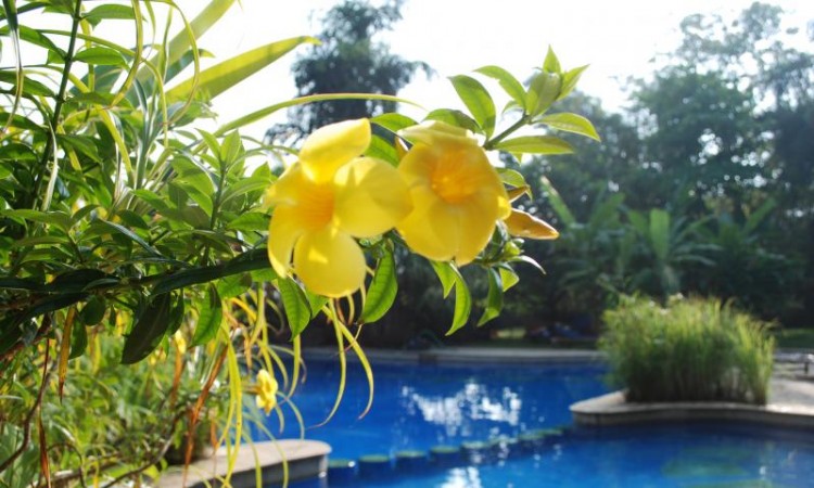 Poolside Yellow Flowers Poolside Yellow Flowers