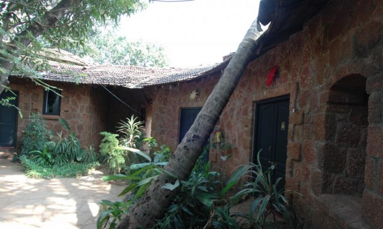 Central Courtyard Trees Central Courtyard Trees