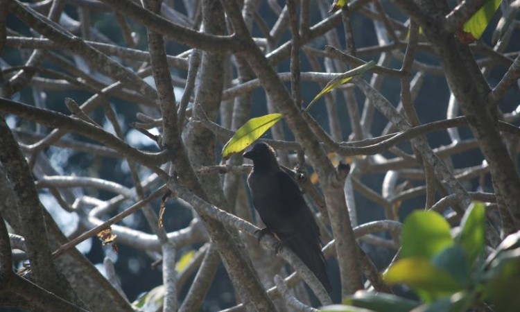 Birdona Tree Birdona Tree