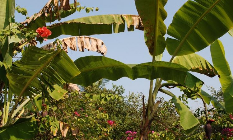 Banana Grove Banana Grove