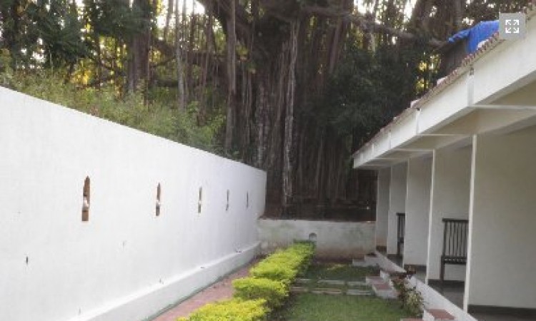 Banyan Tree Banyan Tree