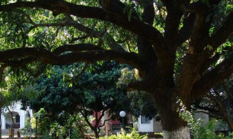 Nature Nature