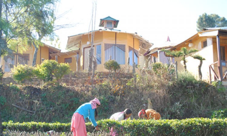 Tea Garden Tea Garden
