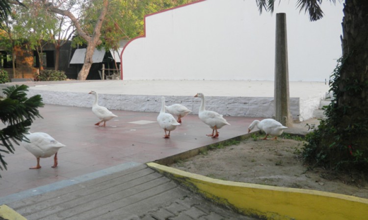 Ducks Ducks