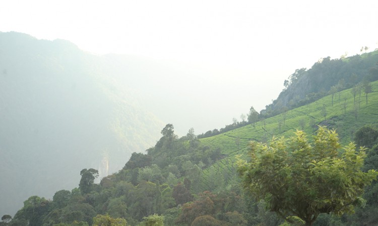 Misty morning Misty morning