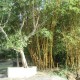 Cauvery Sannidhi for Indian Culture