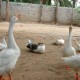 Amblee Resort