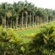 Cauvery Sannidhi for Indian Culture
