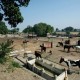 Stud_farm001 Stud_farm001