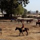 Stud_farm003 Stud_farm003