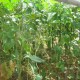 Organic Farm Organic Farm