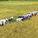 Paddy Fields Paddy Fields