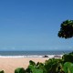 The beach with tree