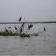 Birds Birds