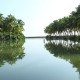 Greenery Greenery