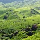 Greenery Greenery