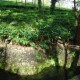 Tea plantation 3