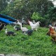 Amidst Aves