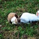 Rabbit view