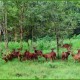 A pack of deer in Thirunelli forest