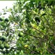 Oranges
