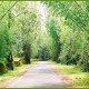 The state highway towards Thirunelli