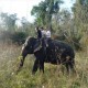 Elephant Ride Elephant Ride
