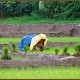 Paddy fields
