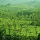 Plantation View