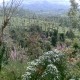 Tea Estate