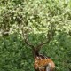 Wildlife Wildlife
