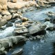 Tungabhadra river