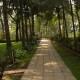 Shaded Road