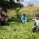 Tea Estate