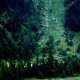 Greenery Greenery