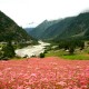 Flowers Flowers